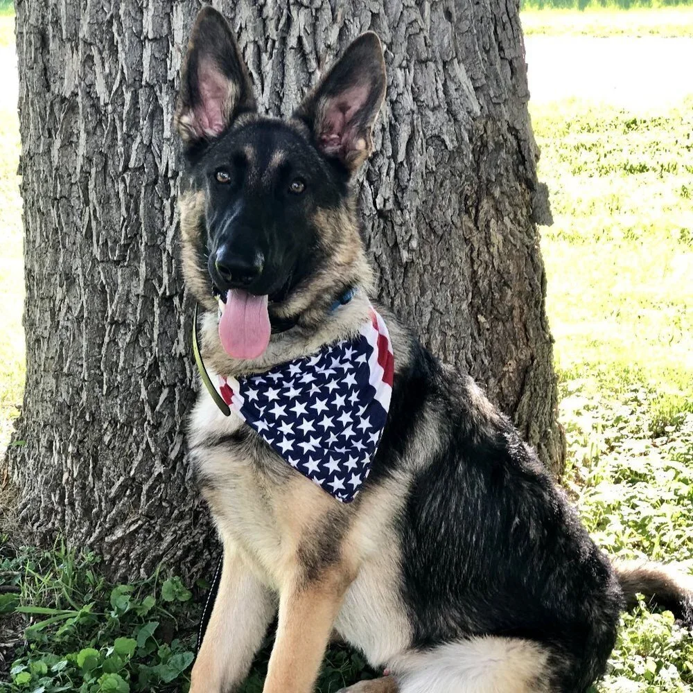 American Flag Red White and Blue Bandana for Pets